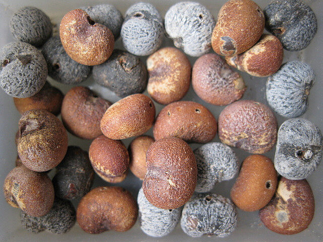 Adansonia digitata / Baobabus digitata - African baobab - Image 12