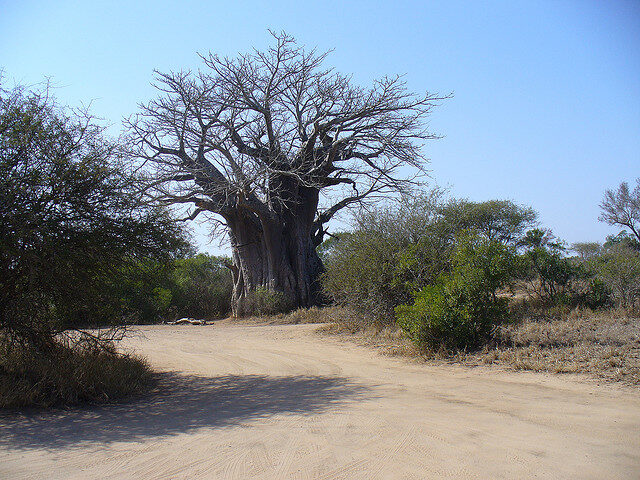 Adansonia digitata / Baobabus digitata - African baobab - Image 13