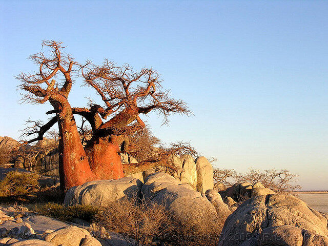 Adansonia digitata / Baobabus digitata - African baobab - Image 14