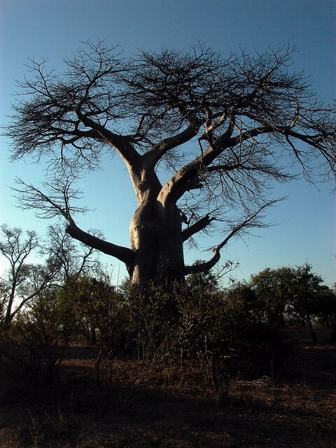 Adansonia digitata / Baobabus digitata - African baobab - Image 15