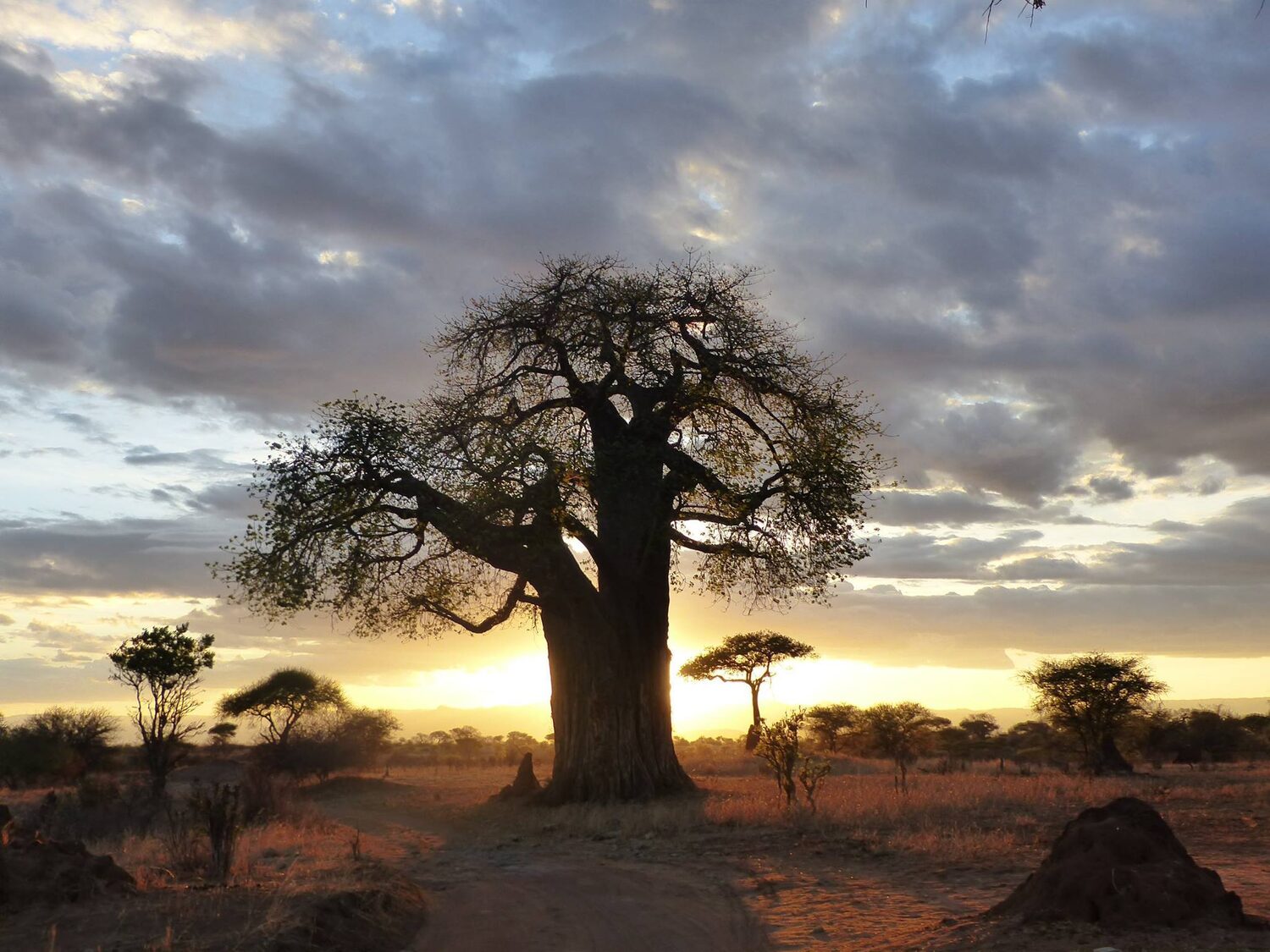 Adansonia digitata / Baobabus digitata - African baobab - Image 19