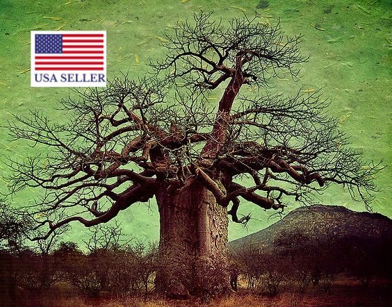 Adansonia digitata / Baobabus digitata - African baobab - Image 20