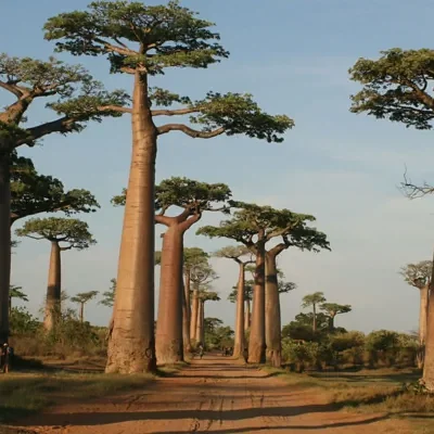 Adansonia grandidieri - Grandidiers Baobab, Giant Baobab