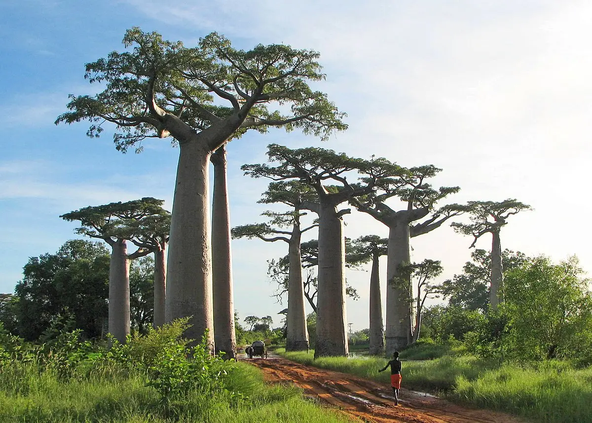 Adansonia grandidieri - Grandidiers Baobab, Giant Baobab - Image 3