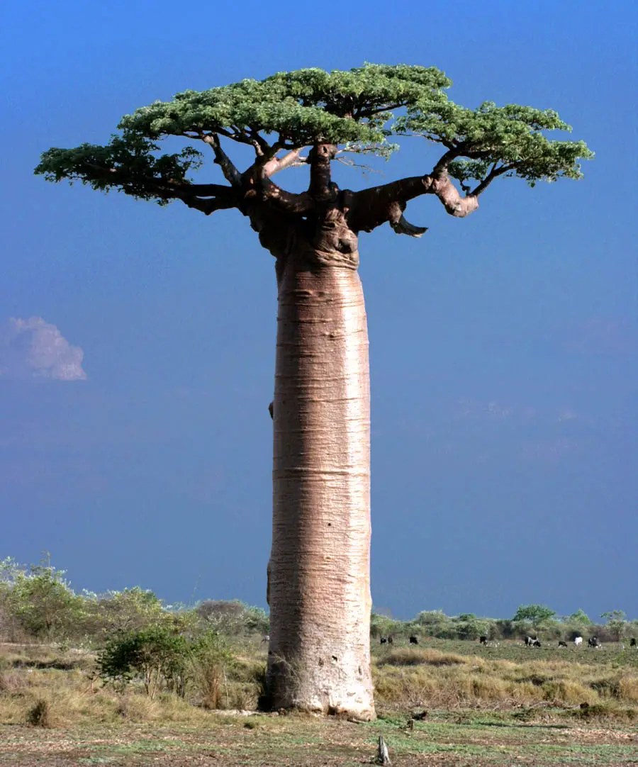 Adansonia grandidieri - Grandidiers Baobab, Giant Baobab - Image 4