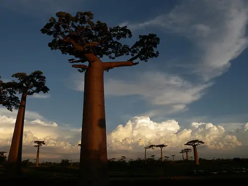 Adansonia grandidieri - Grandidiers Baobab, Giant Baobab - Image 8