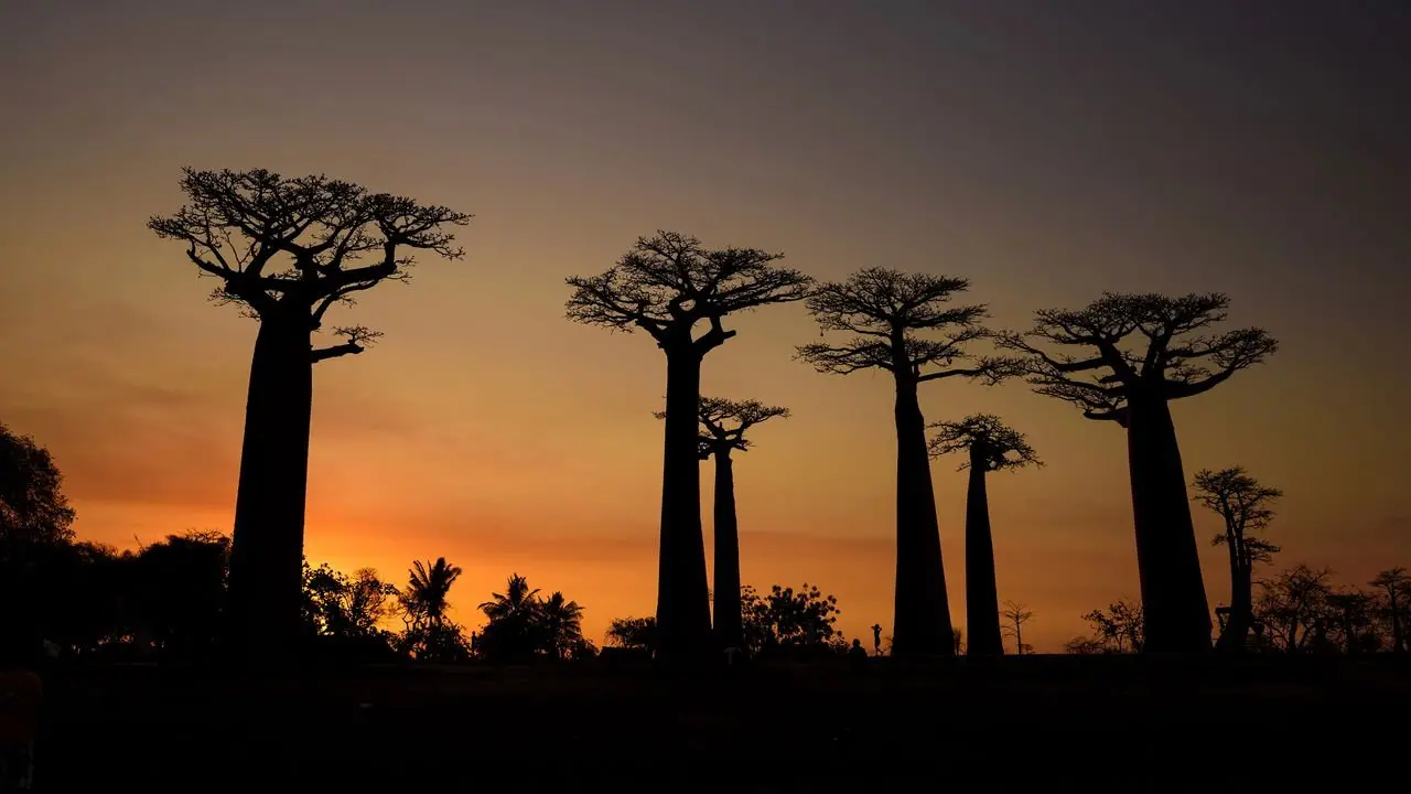 Adansonia grandidieri - Grandidiers Baobab, Giant Baobab - Image 11
