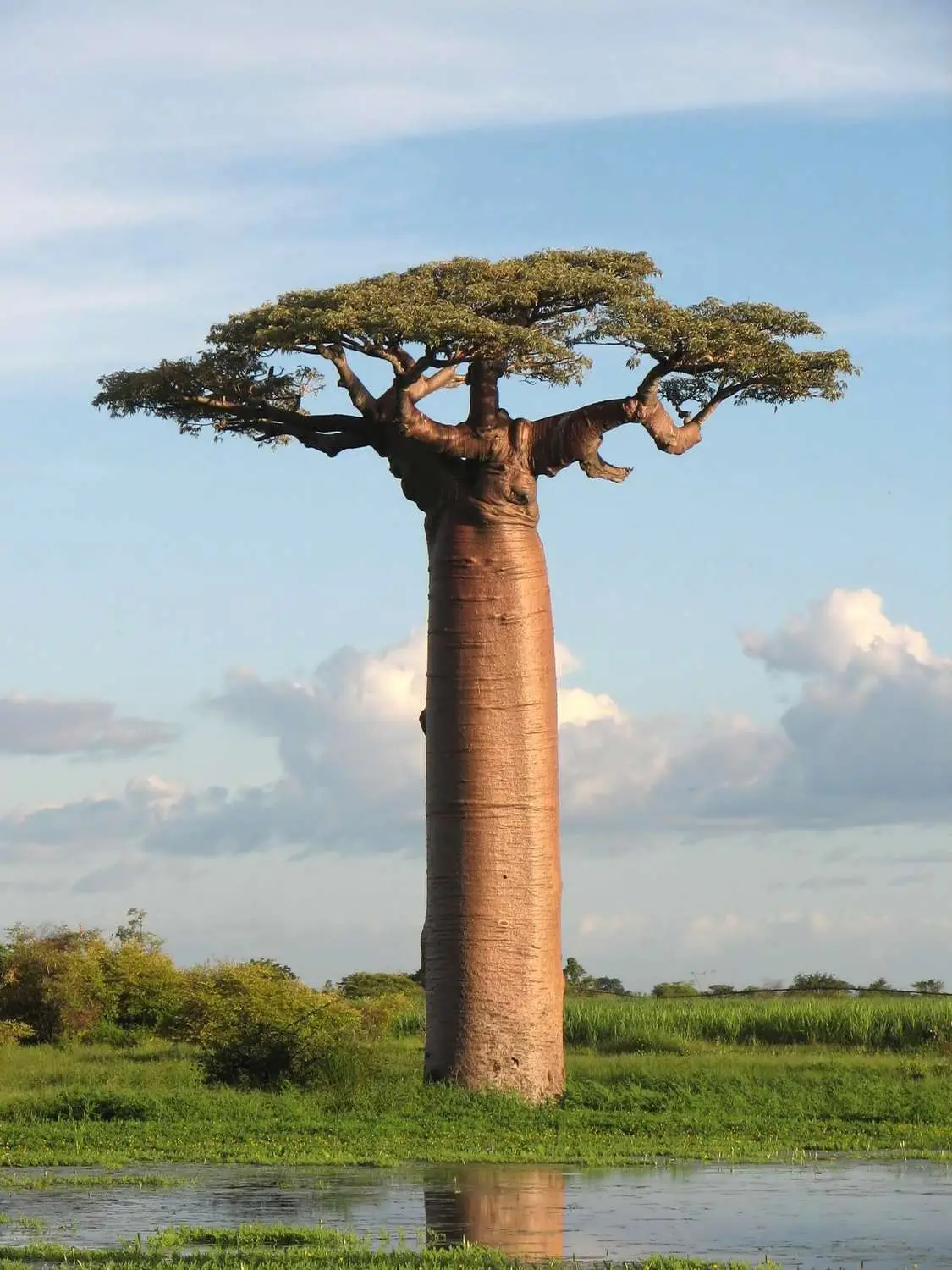 Adansonia grandidieri - Grandidiers Baobab, Giant Baobab - Image 12