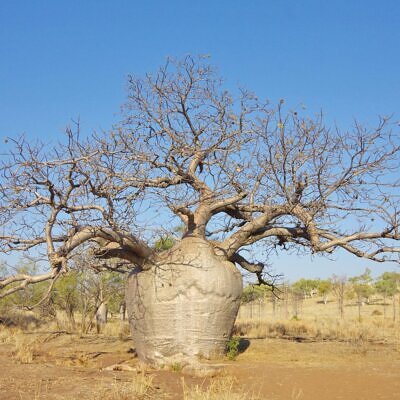 Adansonia gregorii - Australian baobab, Baobab, Boabab, Baob, Bottle tree