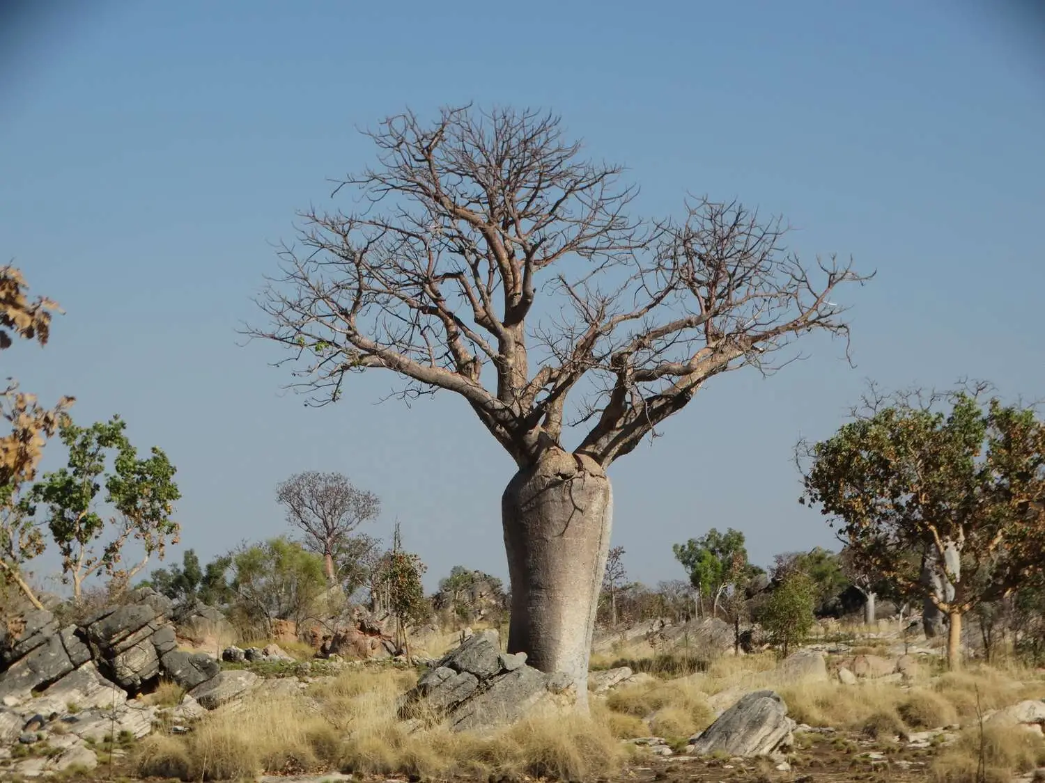 Adansonia gregorii - Australian baobab, Baobab, Boabab, Baob, Bottle tree - Image 4