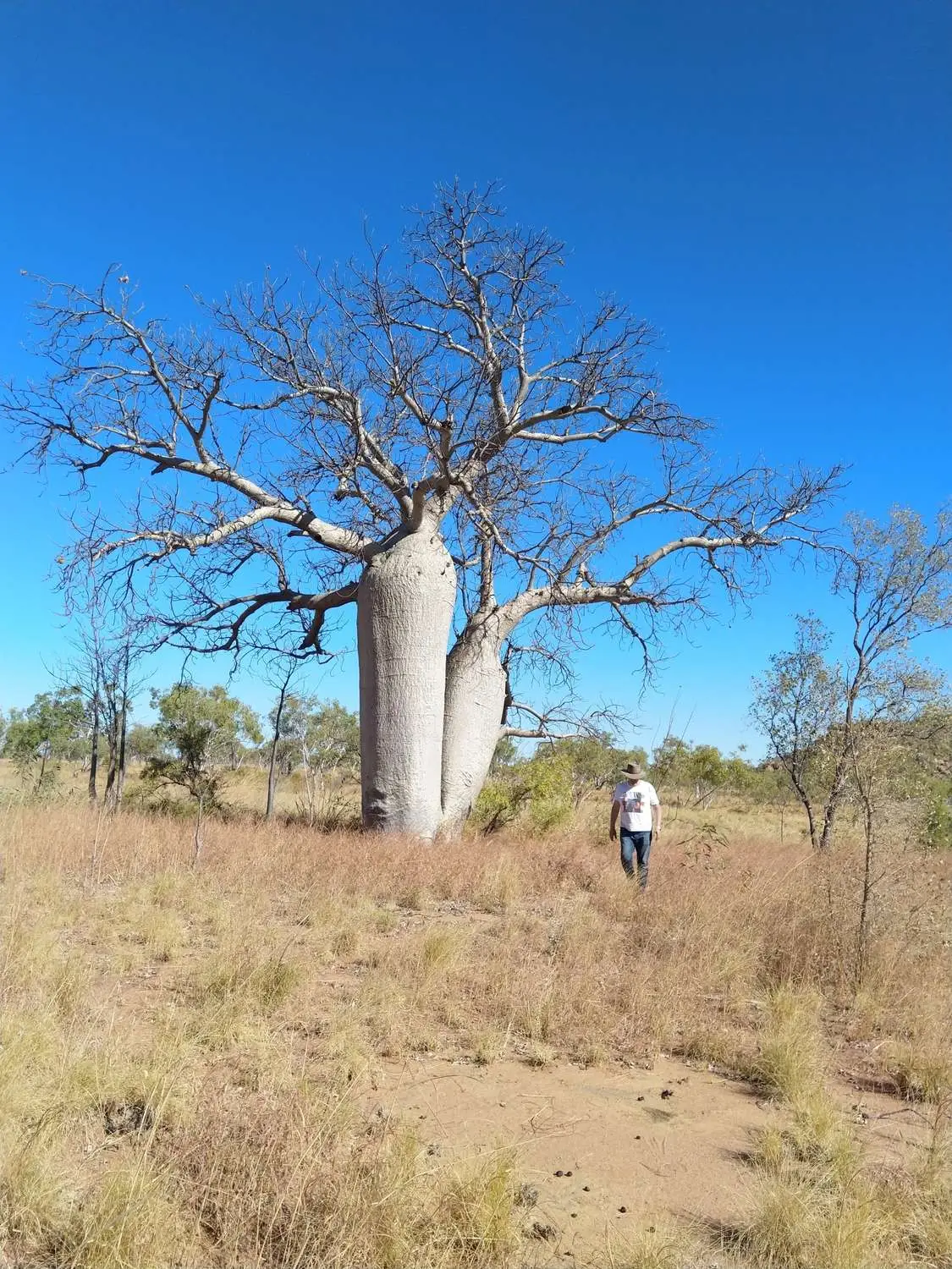 Adansonia gregorii - Australian baobab, Baobab, Boabab, Baob, Bottle tree - Image 6