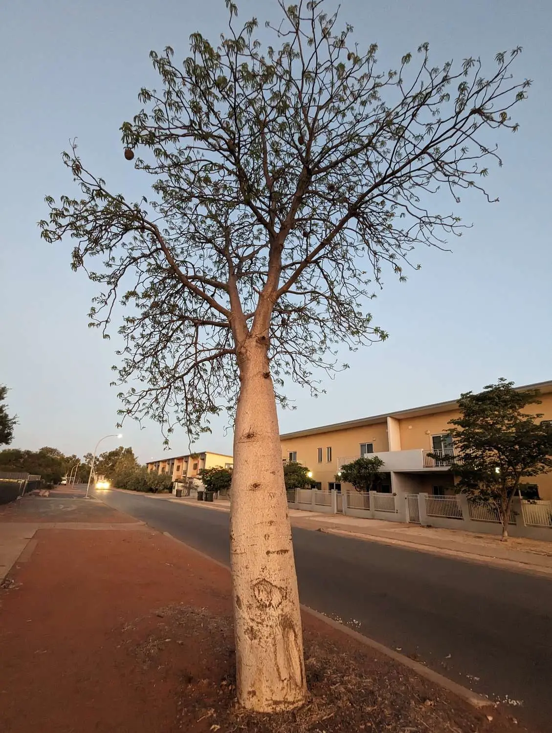 Adansonia gregorii - Australian baobab, Baobab, Boabab, Baob, Bottle tree - Image 7