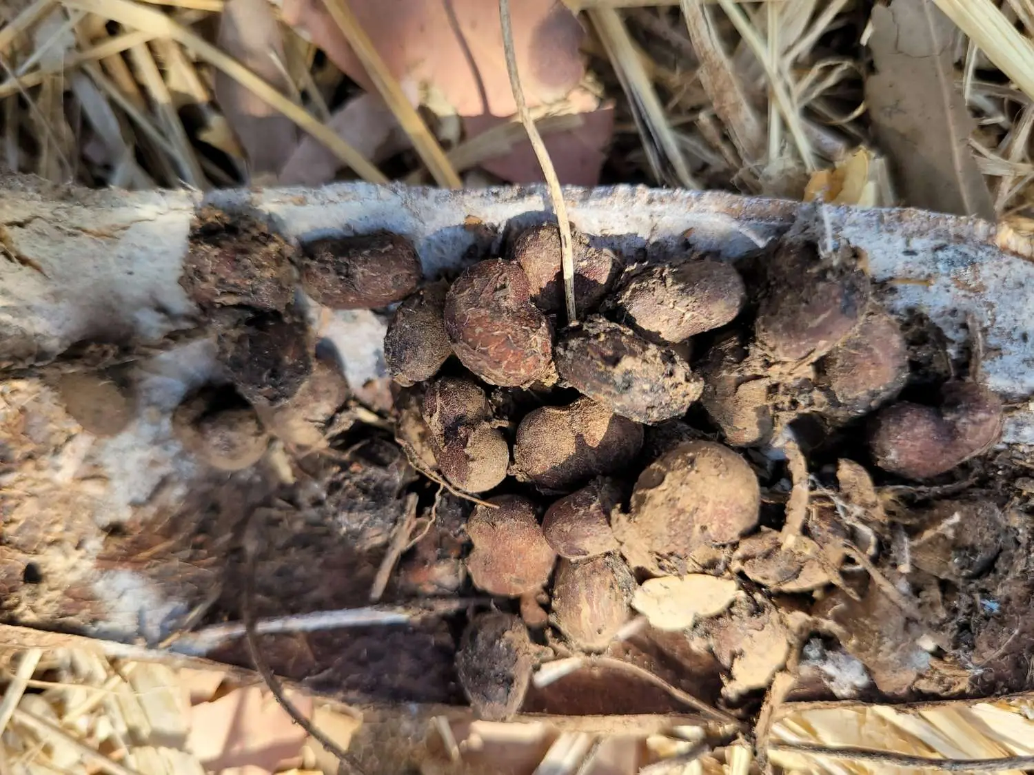 Adansonia gregorii - Australian baobab, Baobab, Boabab, Baob, Bottle tree - Image 8