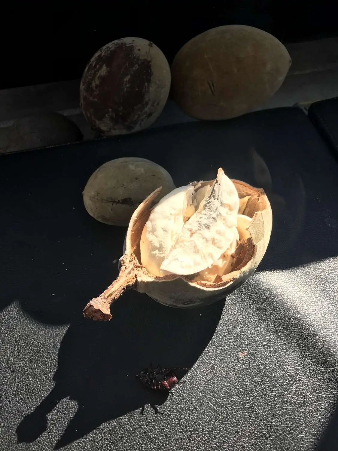 Adansonia gregorii - Australian baobab, Baobab, Boabab, Baob, Bottle tree - Image 10