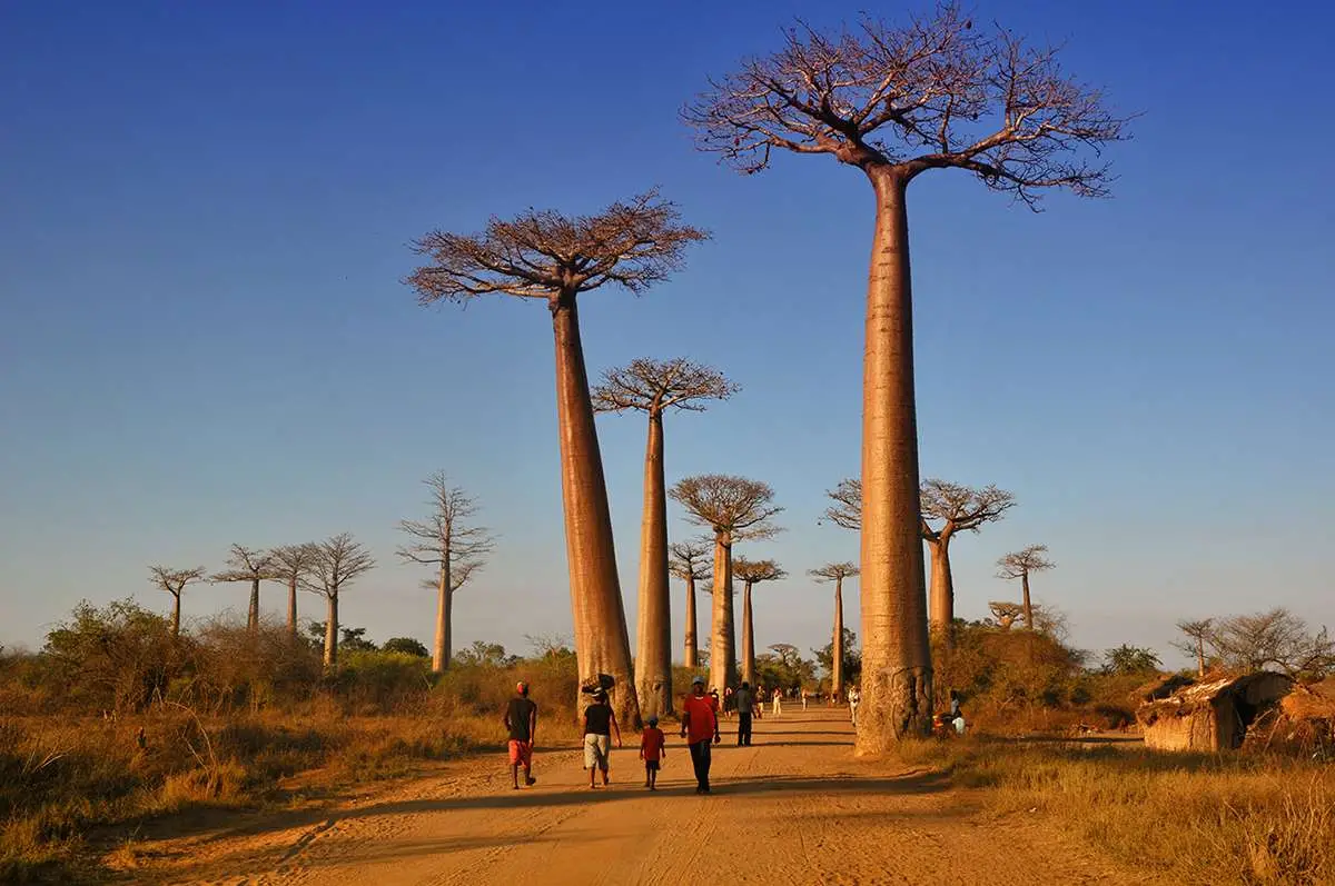 Adansonia madagascariensis - Madagascar Baobab, Red Baobab, Fony Baobab - Image 2