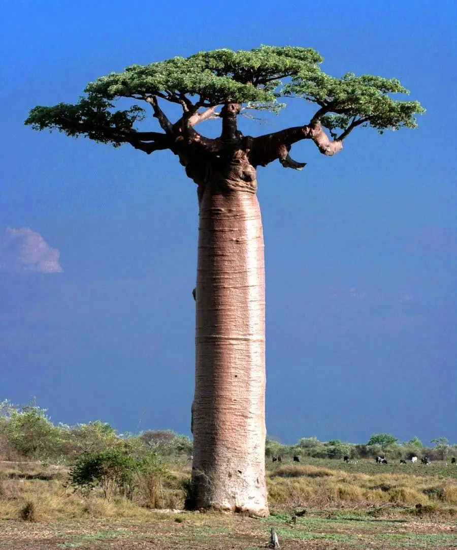 Adansonia madagascariensis - Madagascar Baobab, Red Baobab, Fony Baobab - Image 3