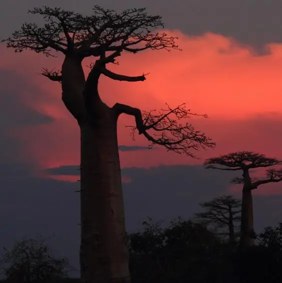 Adansonia madagascariensis - Madagascar Baobab, Red Baobab, Fony Baobab - Image 4