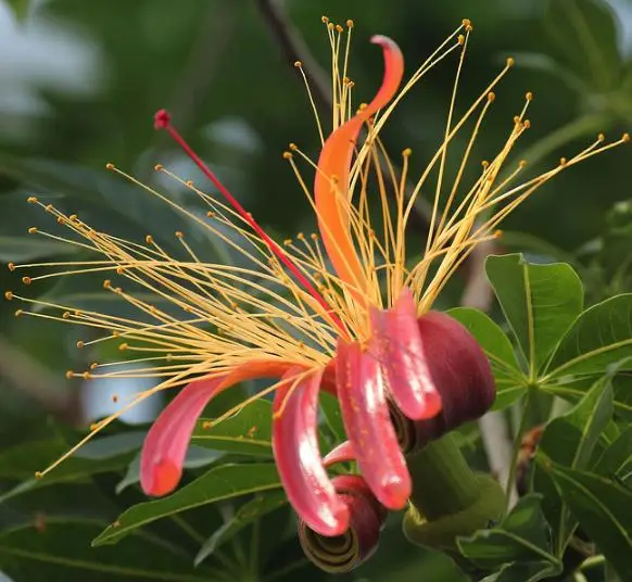 Adansonia madagascariensis - Madagascar Baobab, Red Baobab, Fony Baobab - Image 5