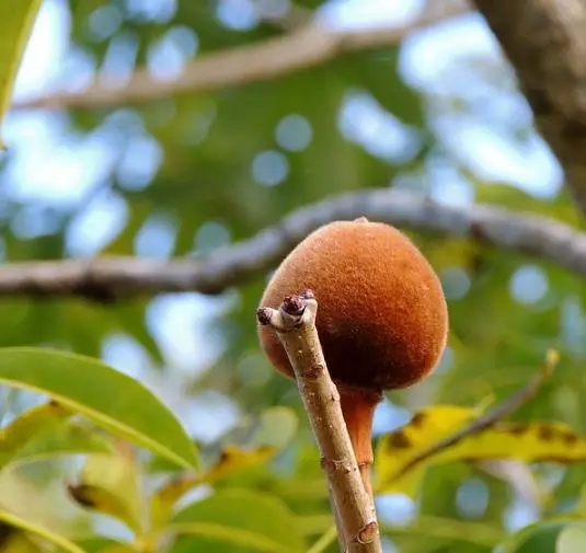 Adansonia madagascariensis - Madagascar Baobab, Red Baobab, Fony Baobab - Image 7