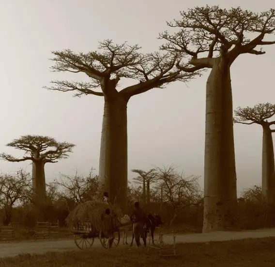 Adansonia madagascariensis - Madagascar Baobab, Red Baobab, Fony Baobab - Image 9