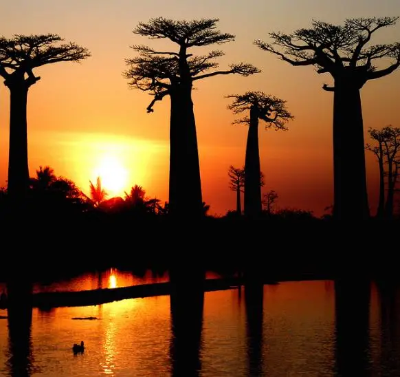 Adansonia madagascariensis - Madagascar Baobab, Red Baobab, Fony Baobab - Image 11