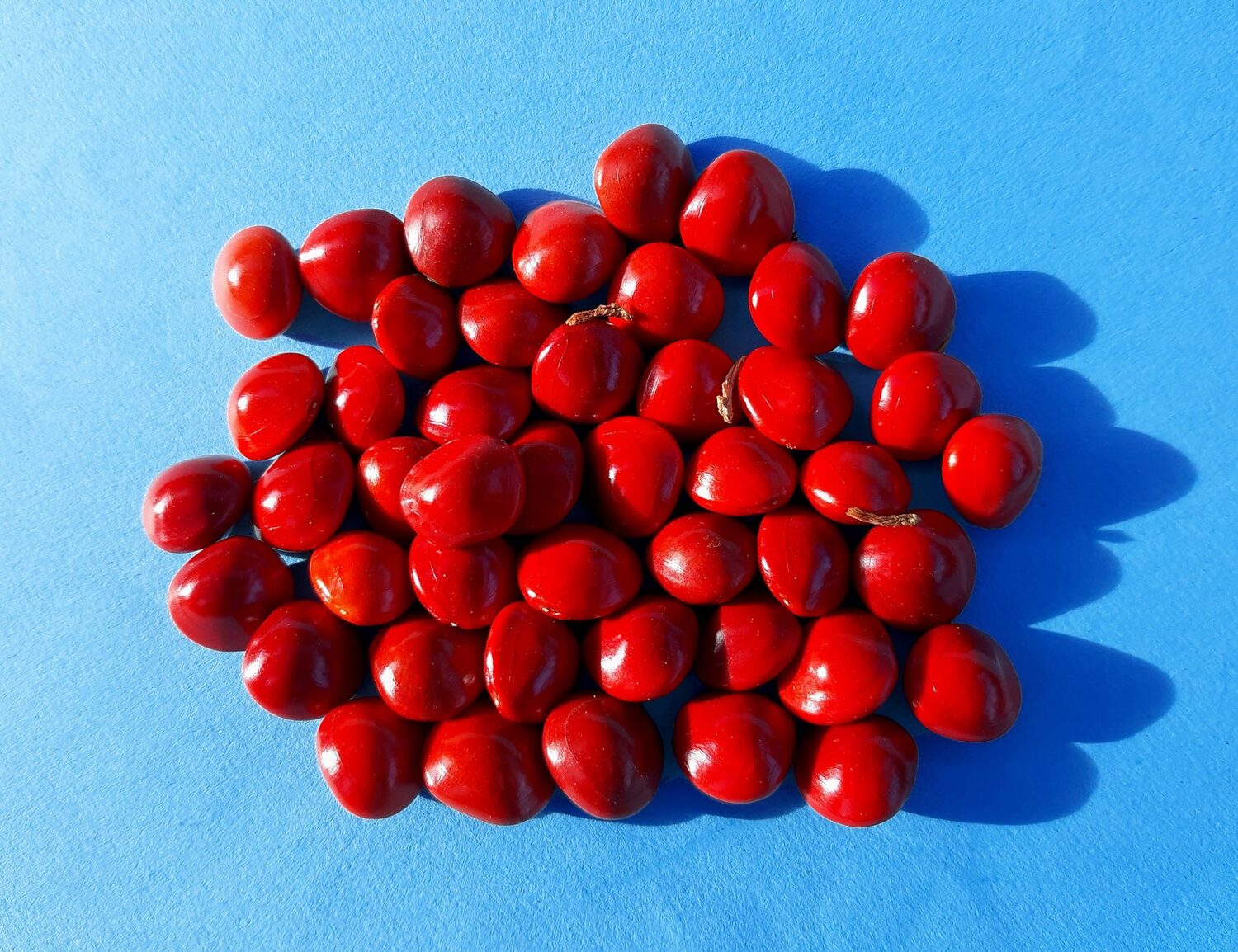 Adenanthera pavonina - Red Sandalwood, Coral Wood Seed Tree, Red Lucky Seed, Red Bead Tree