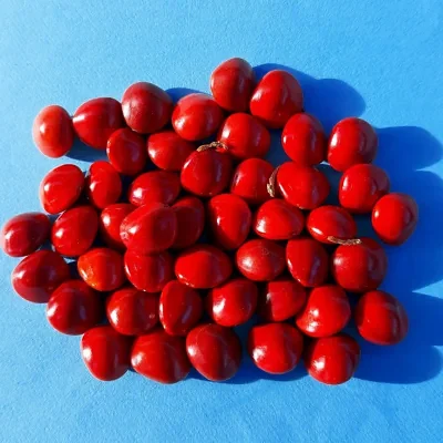 Adenanthera pavonina - Red Sandalwood, Coral Wood Seed Tree, Red Lucky Seed, Red Bead Tree