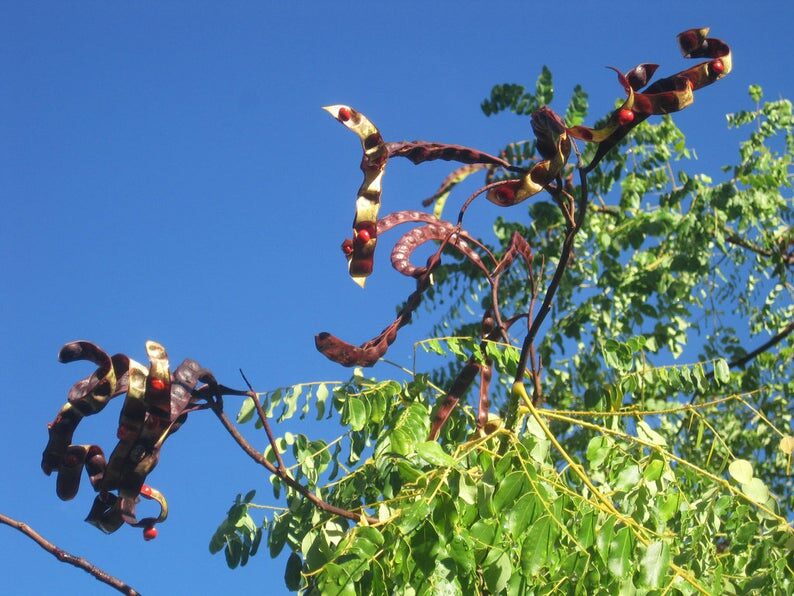 Adenanthera pavonina - Red Sandalwood, Coral Wood Seed Tree, Red Lucky Seed, Red Bead Tree - Image 3
