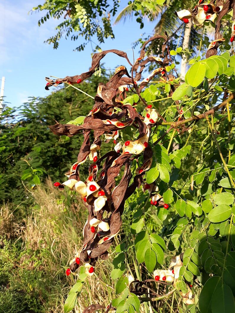 Adenanthera pavonina - Red Sandalwood, Coral Wood Seed Tree, Red Lucky Seed, Red Bead Tree - Image 5