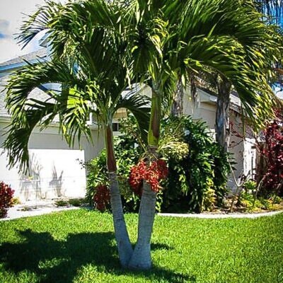 Adonidia merrillii - Manila Palm, Christmas palm