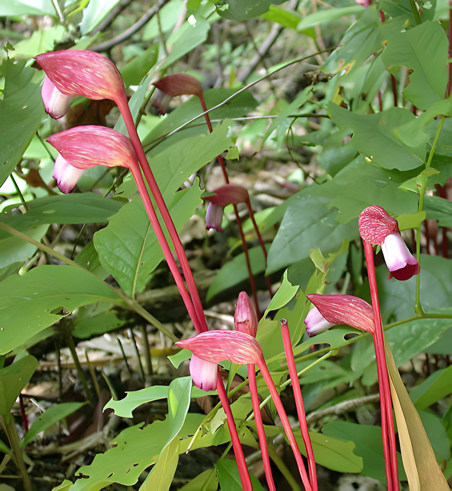 Aeginetia indica - Indian Broomrape, Forest Ghost Flower