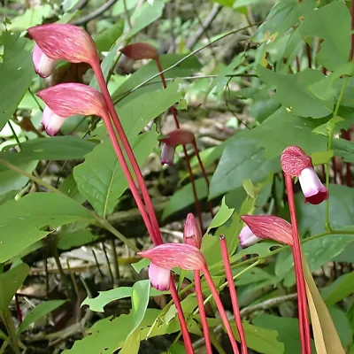Aeginetia indica - Indian Broomrape, Forest Ghost Flower