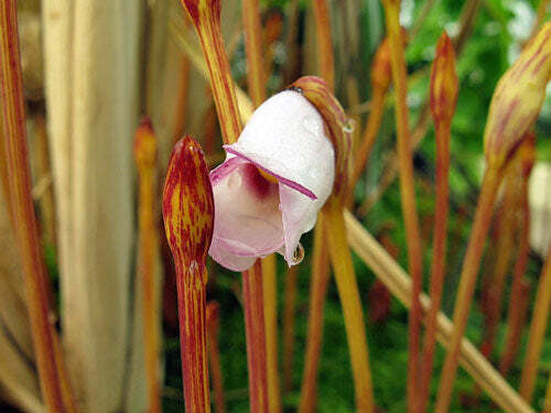 Aeginetia indica - Indian Broomrape, Forest Ghost Flower - Image 3