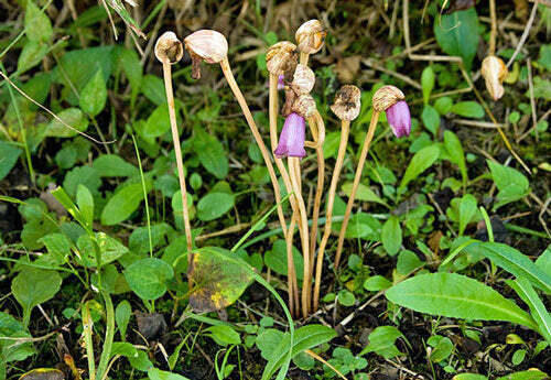 Aeginetia indica - Indian Broomrape, Forest Ghost Flower - Image 4