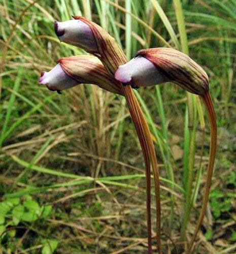 Aeginetia indica - Indian Broomrape, Forest Ghost Flower - Image 6