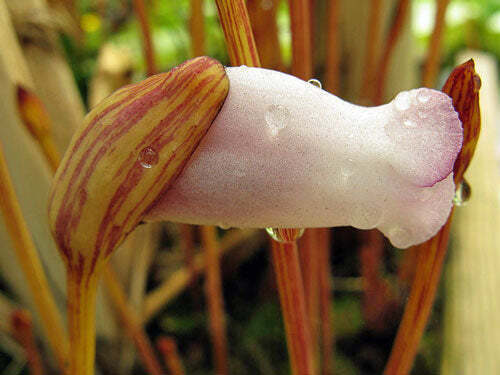 Aeginetia indica - Indian Broomrape, Forest Ghost Flower - Image 7