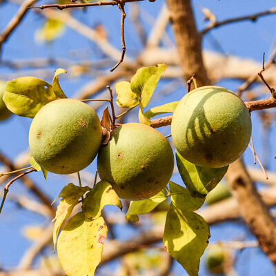 Aegle marmelos / Belou marmelos / Crateva marmelos - Bael, Bengal Quince, Golden Apple, Japanese Bitter Orange, Stone Apple, Wood Apple