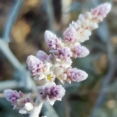Aerva javanica - Kapok Bush, Desert Cotton