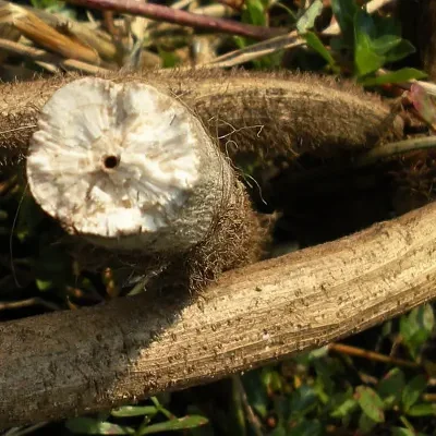 Aeschynomene aspera - Sola Pith Plant, Ambatch Wood