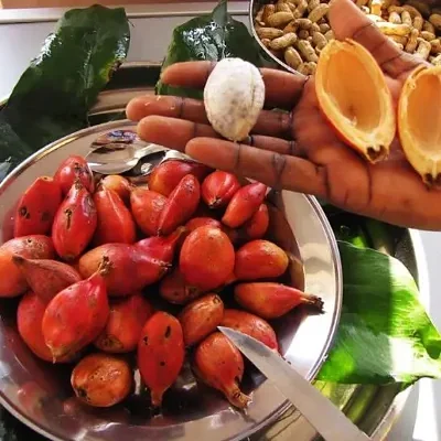 Aframomum alboviolaceum - ginguenga, jinguenga, beans of paradise, fruit from heaven, tondolo