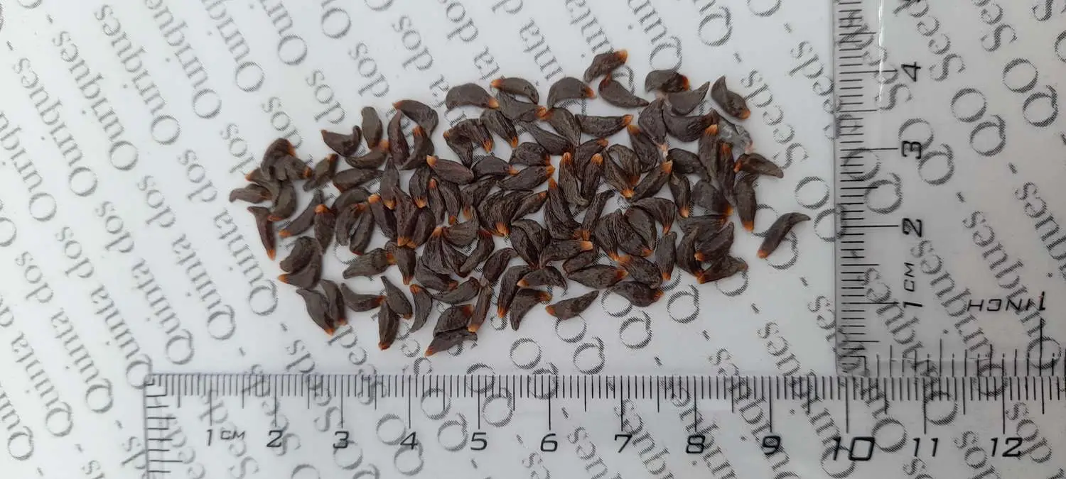 Aframomum alboviolaceum - ginguenga, jinguenga, beans of paradise, fruit from heaven, tondolo - Image 7