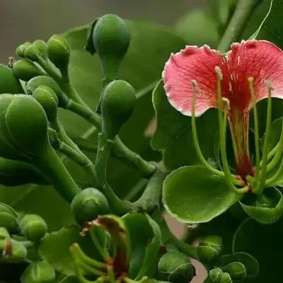 Afzelia quanzensis - Chanfuta, lone tree, lone mogno, hunting amulet