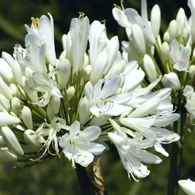 Agapanthus praecox subsp. orientalis - Agapanthus Alba, White Lily of the Nile, Agapanthus Albus