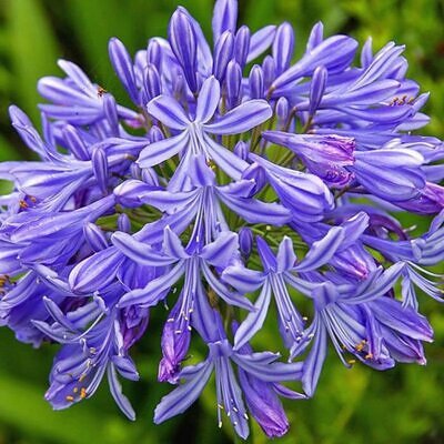 Agapanthus praecox subsp. praecox - Agapanthus Large Blue, Large Blue Lily of the Nile