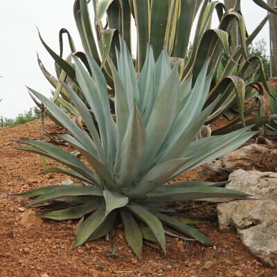 Agave americana / Agave altissima - Century Plant, Maguey, American Aloe