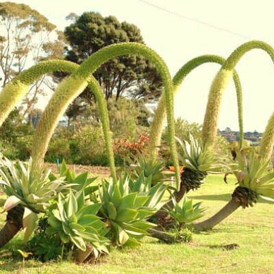 Agave attenuata subsp. attenuata - Fox Tail Agave
