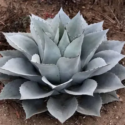 Agave ovatifolia 'Giant' - Giant Whale's Tongue Century Plant