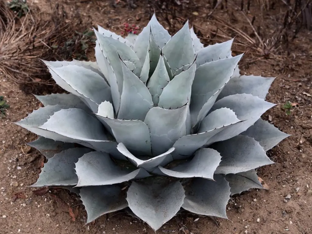 Agave ovatifolia 'Giant' - Giant Whale's Tongue Century Plant