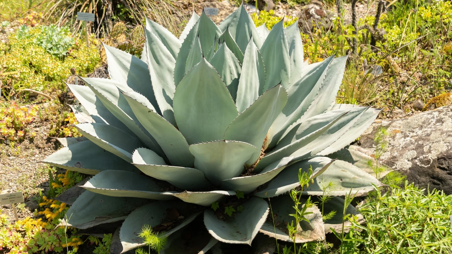 Agave ovatifolia 'Giant' - Giant Whale's Tongue Century Plant - Image 2