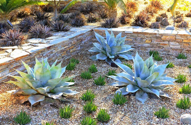 Agave ovatifolia 'Giant' - Giant Whale's Tongue Century Plant - Image 3